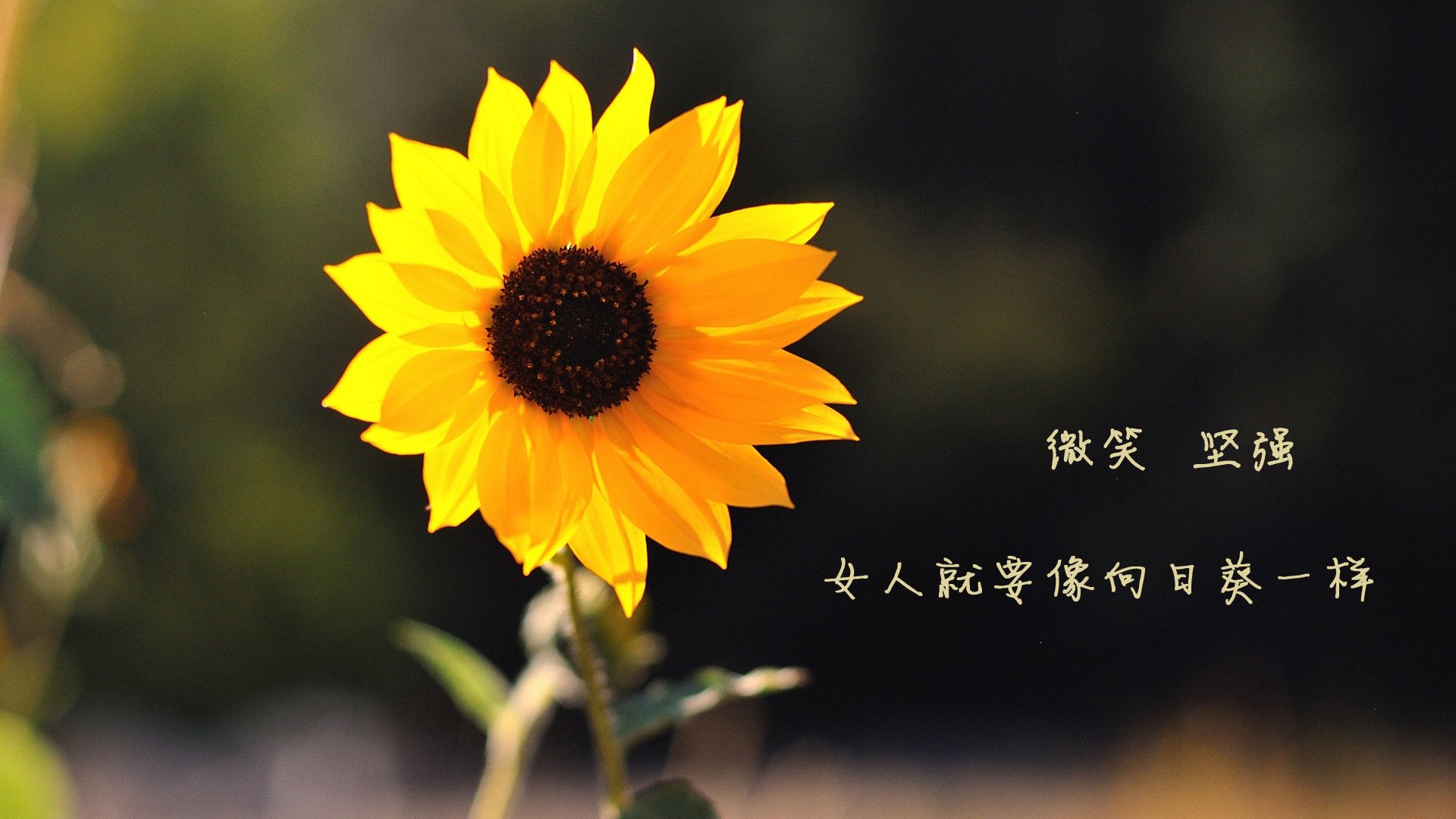 保利娜·普费夫赛场风采尽显未来潜力，保加利亚普罗夫迪夫音乐舞蹈学院