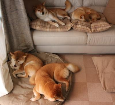 法甲新星崛起:未来领袖闪耀绿茵!,法甲新logo