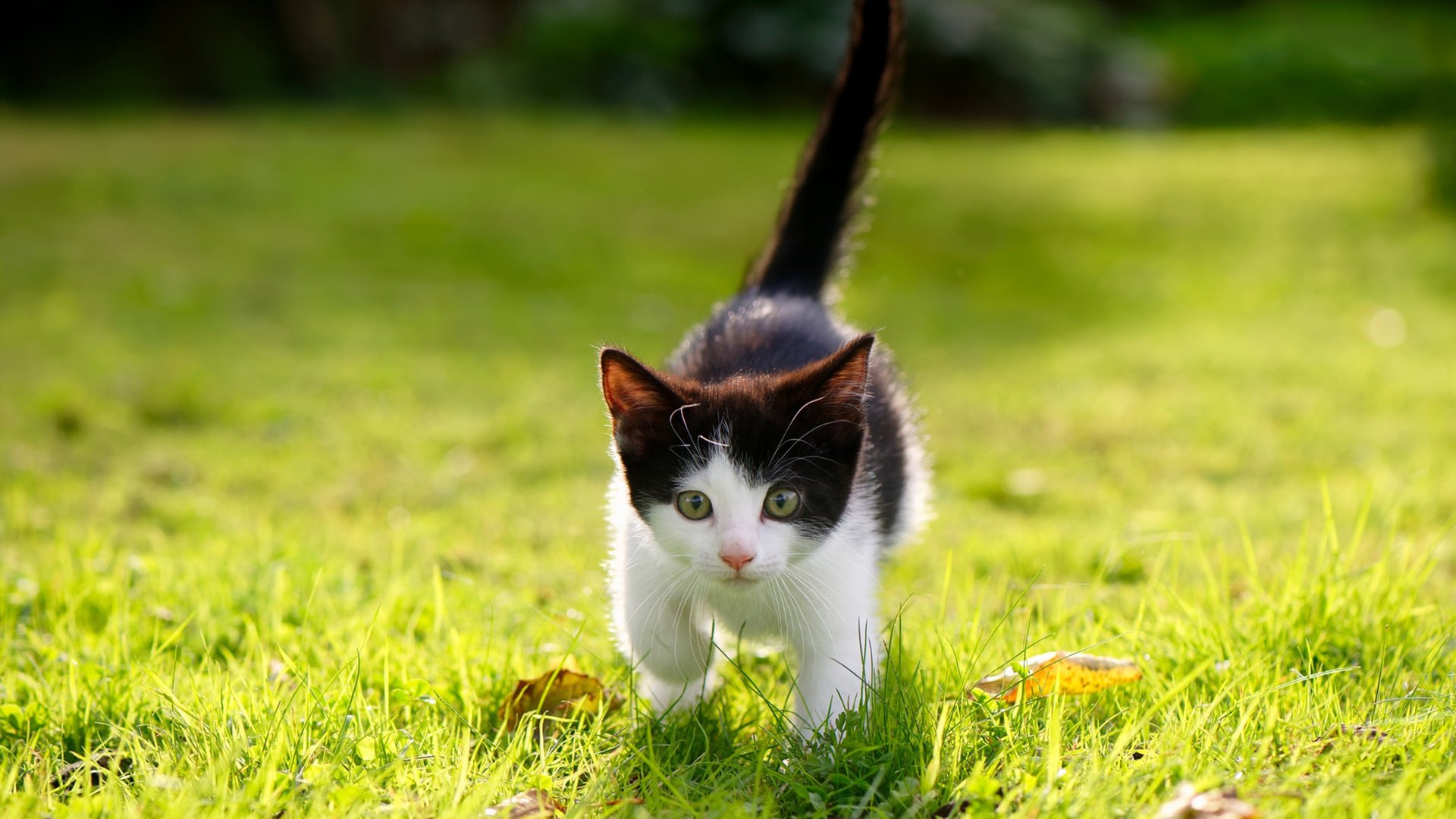 开云网站-王楚钦对阵韩国名将表现冷静沉着，王楚钦19_0