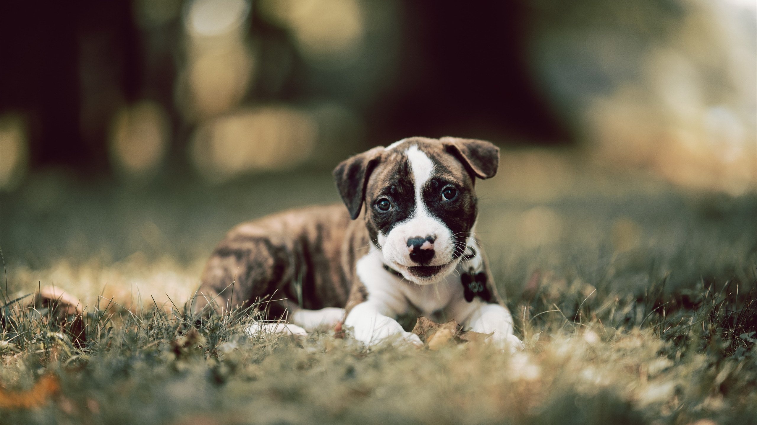 黎巴嫩男篮在西亚锦标赛中夺冠,球队实力得到全面认可,黎巴嫩男篮击败法国